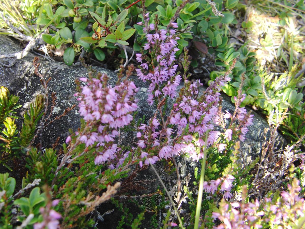 Strind Gard, Visdalssetra Villa Boverdalen Bagian luar foto